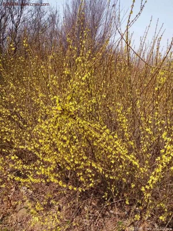 連翹種植 連翹種植