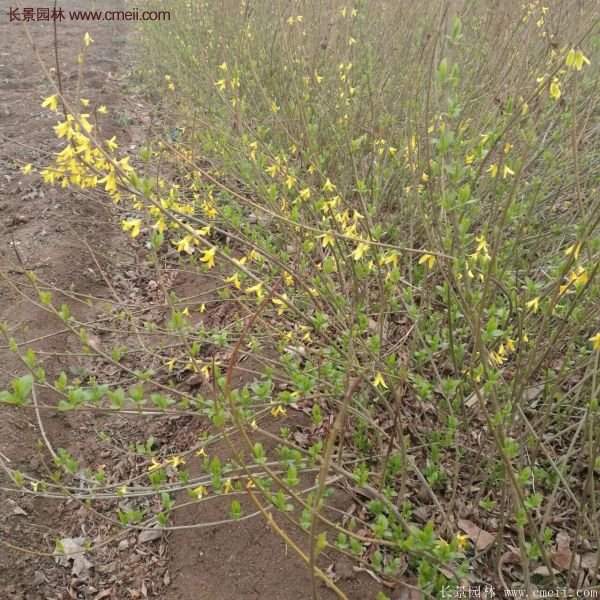 連翹種植 連翹種植