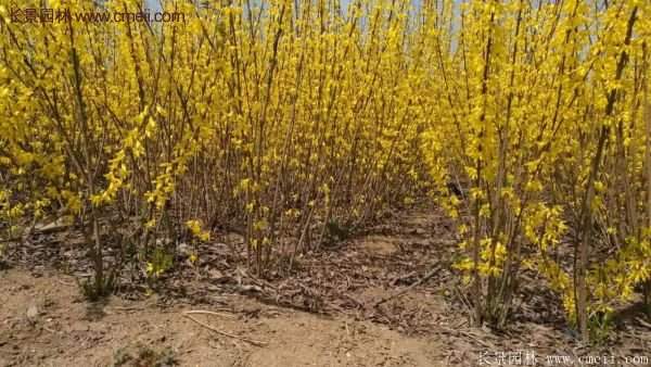 沭陽低價連翹苗 沭陽低價連翹苗