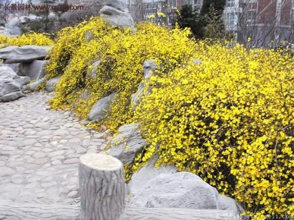 沭陽的連翹苗 沭陽的連翹苗