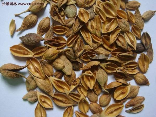 沭陽的連翹市場 沭陽的連翹市場