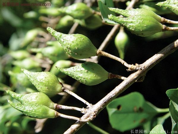 沭陽的連翹市場 沭陽的連翹市場