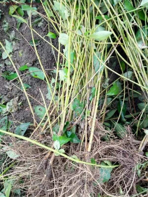 連翹基地 連翹基地