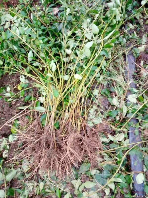 連翹基地 連翹基地