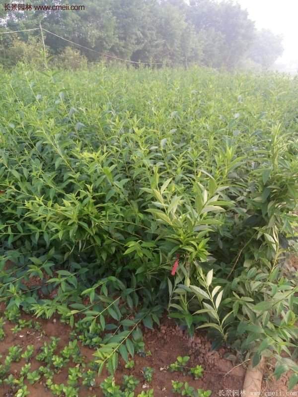 沭陽連翹的價格 沭陽連翹的價格