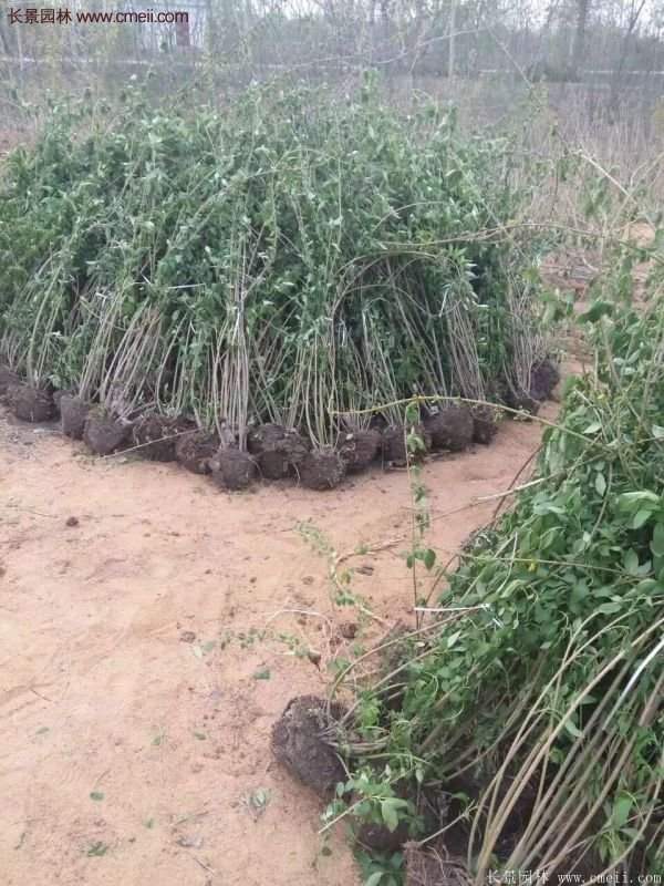 沭陽連翹的價格 沭陽連翹的價格