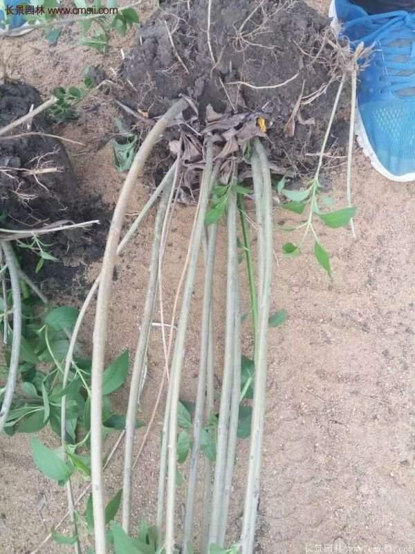 沭陽連翹的價格 沭陽連翹的價格