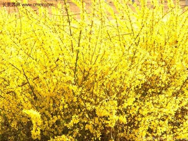 沭陽連翹的價格 沭陽連翹的價格