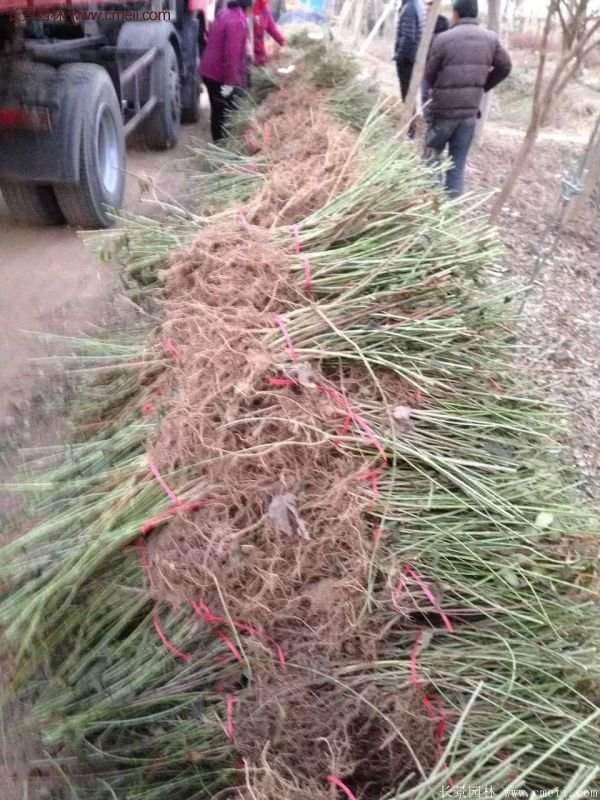 沭陽連翹花 沭陽連翹花