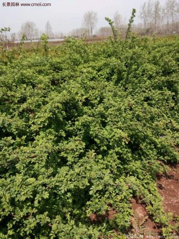 便宜的多花薔薇去哪買?