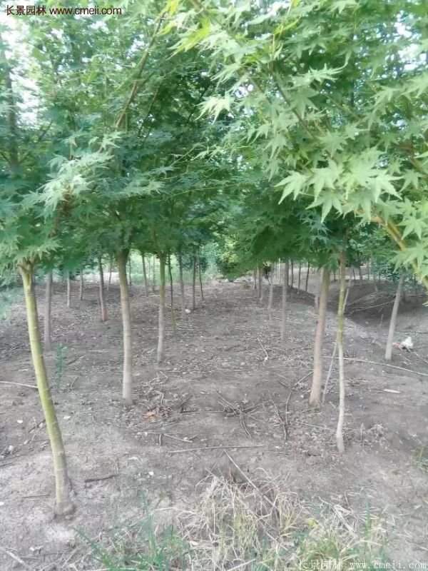 青楓樹(shù)