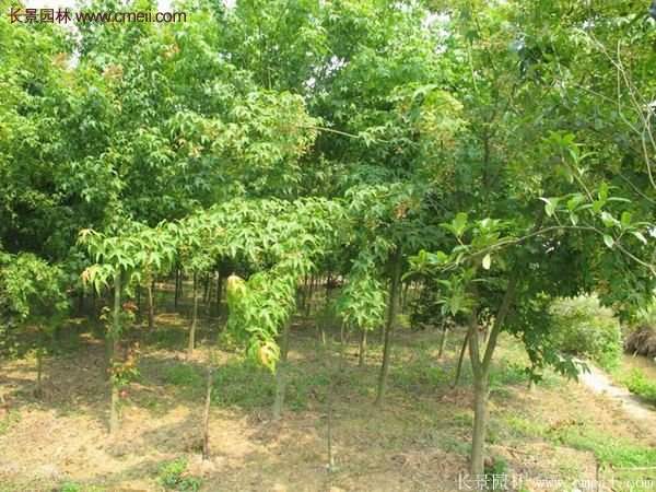 青楓樹苗產(chǎn)地都有哪些地方？