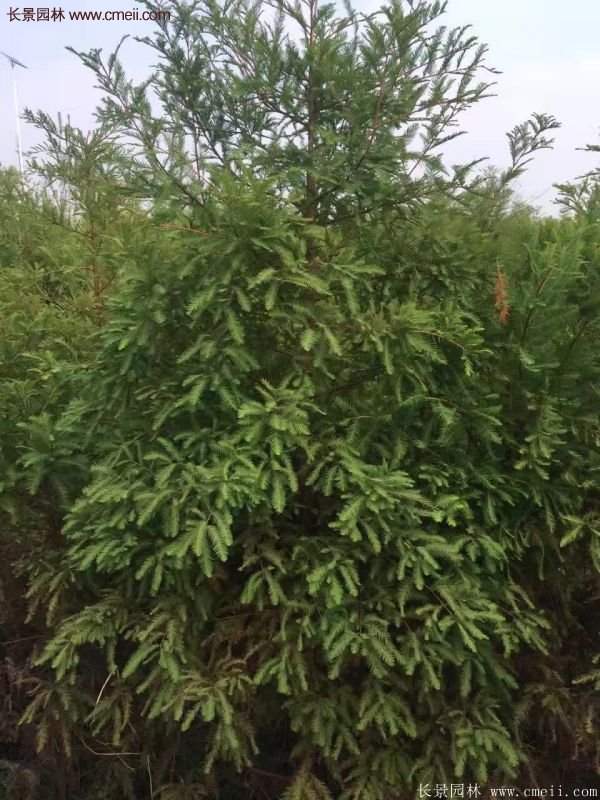 優質水杉樹