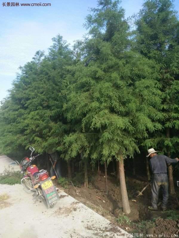 優質水杉樹