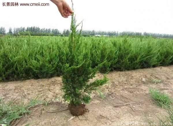 龍柏基地小龍柏實拍圖片