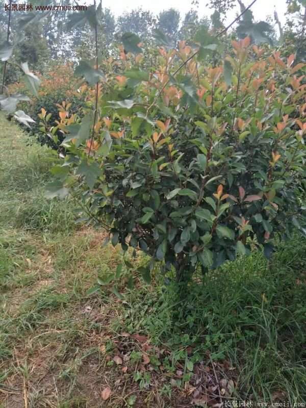 沭陽基地的紅葉石楠球、高桿紅葉石楠