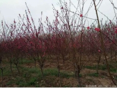 6公分紅葉碧桃多少錢一棵？