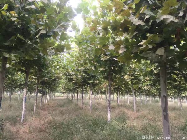 梧桐樹圖片梧桐樹苗木基地實拍 梧桐樹圖片梧桐樹苗木基地實拍