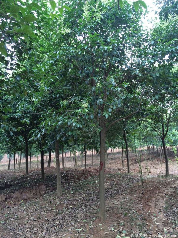 大葉女貞圖片大葉女貞基地實(shí)拍 大葉女貞圖片大葉女貞基地實(shí)拍