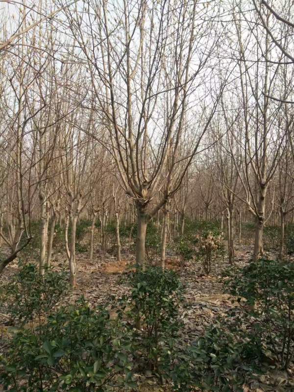 白玉蘭圖片白玉蘭基地實拍 白玉蘭圖片白玉蘭基地實拍