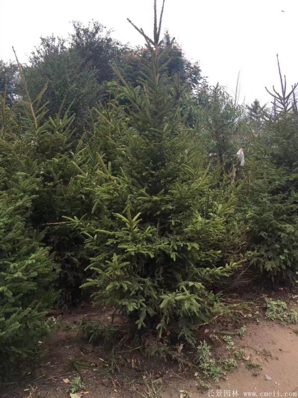 云杉圖片基地實拍 云杉圖片基地實拍