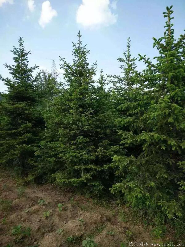云杉圖片基地實拍 云杉圖片基地實拍