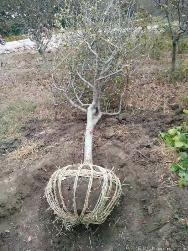 垂絲海棠圖片基地實拍
