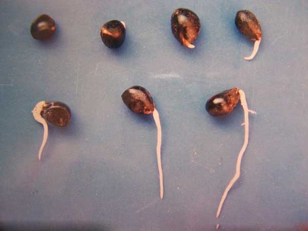 芍藥種子催芽出芽圖片