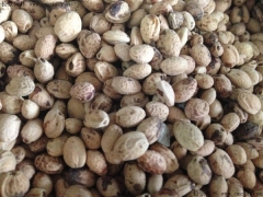 一斤櫻花種子能出多少棵苗？