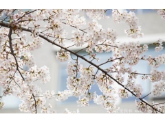 2017年較新櫻花多少錢一棵？