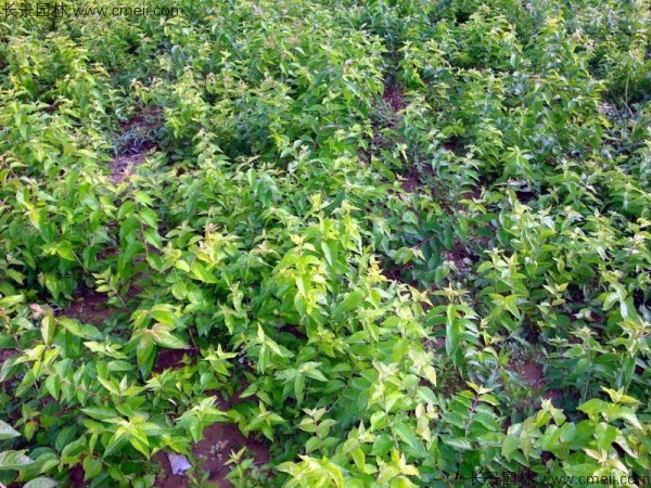 金銀木種子發芽出苗圖片