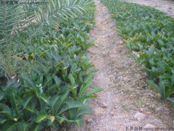 鐵樹(shù)種子發(fā)芽出苗圖片