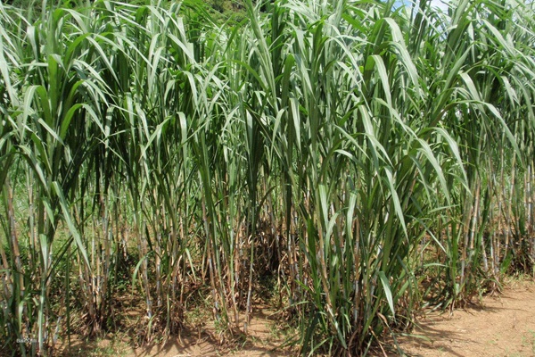 象草種子圖片 象草種子圖片