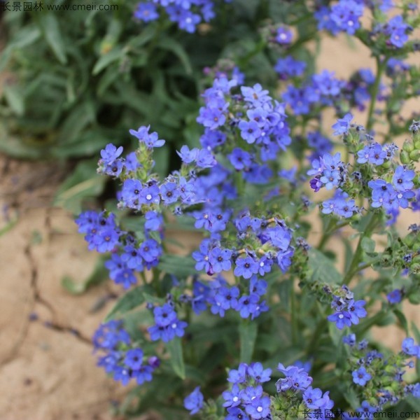 南非牛舌草種子發芽出苗開花圖片