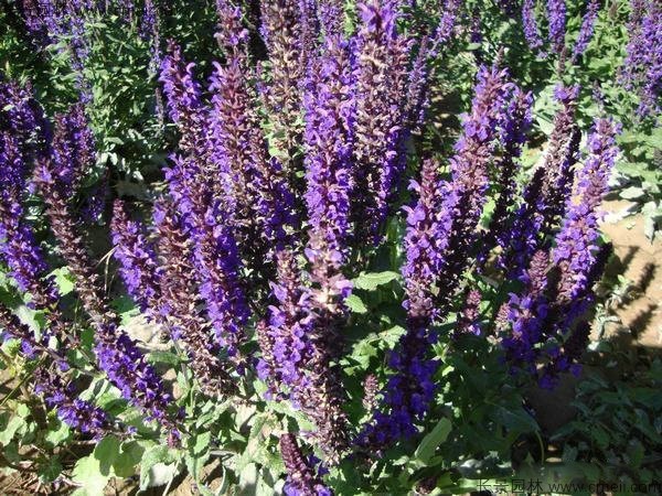 留蘭香薄荷種子發(fā)芽出苗開花圖片