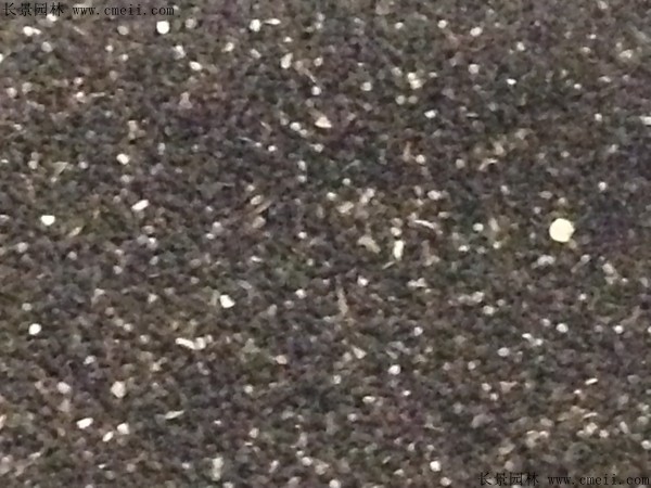 金魚(yú)草種子圖片