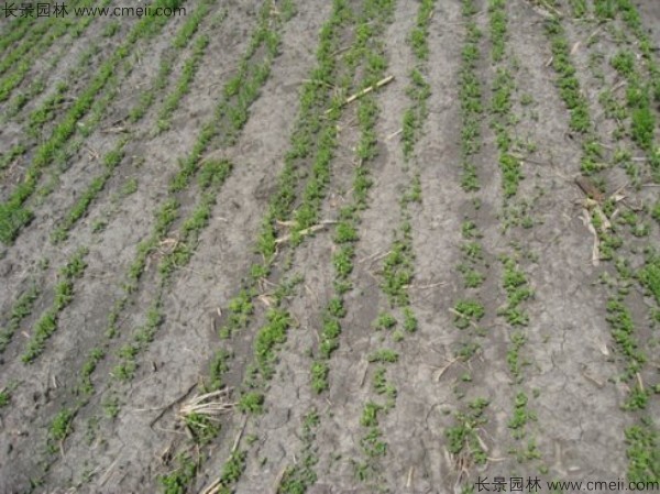 黃金亞麻種子發(fā)芽出苗開花圖片