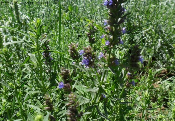 蕓香草種子發芽出苗圖片 蕓香草種子發芽出苗圖片
