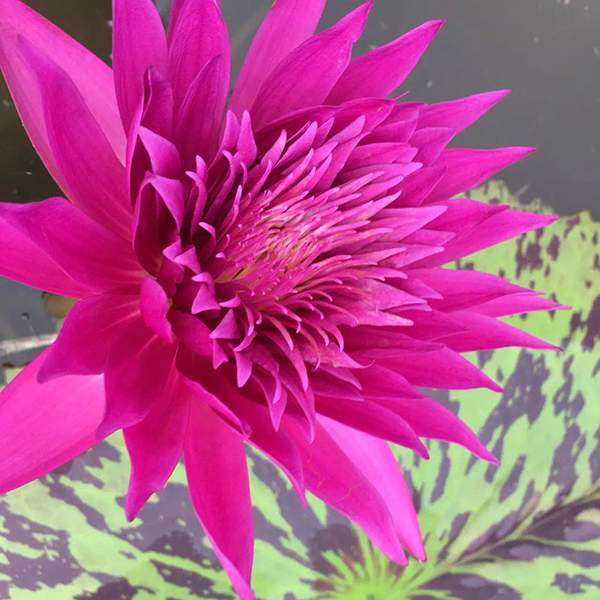 好品種類碗蓮花紅色