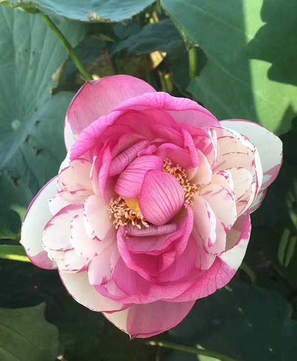 荷花種植基地實拍優(yōu)質(zhì)品種類