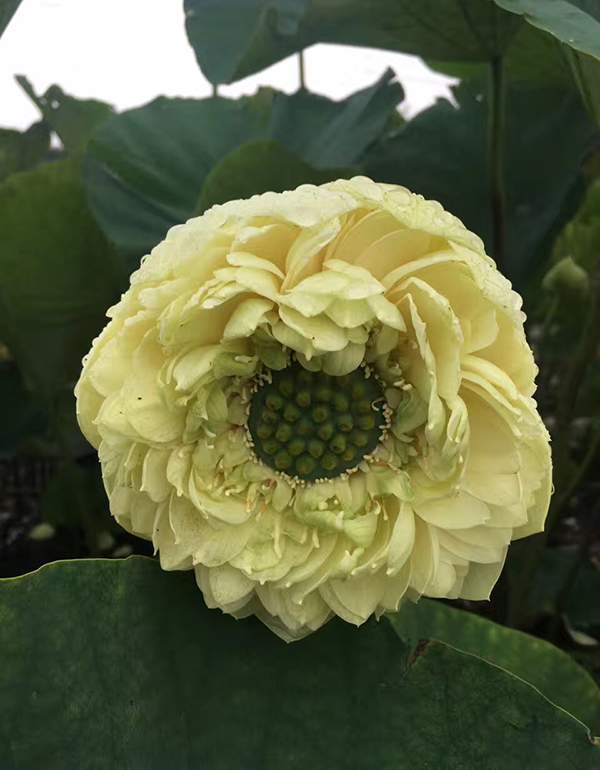 荷花種植基地實拍優(yōu)質(zhì)品種類