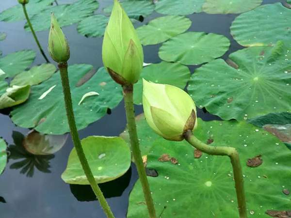 荷花種植基地實拍優(yōu)質(zhì)品種類