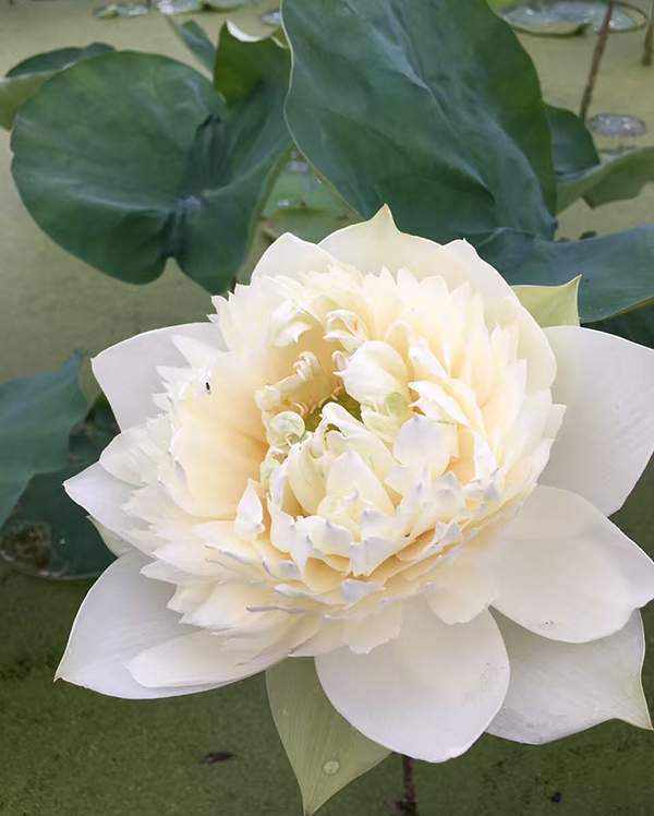 荷花種植基地實拍優(yōu)質(zhì)品種類