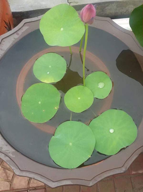 荷花種植基地實拍優(yōu)質(zhì)品種類