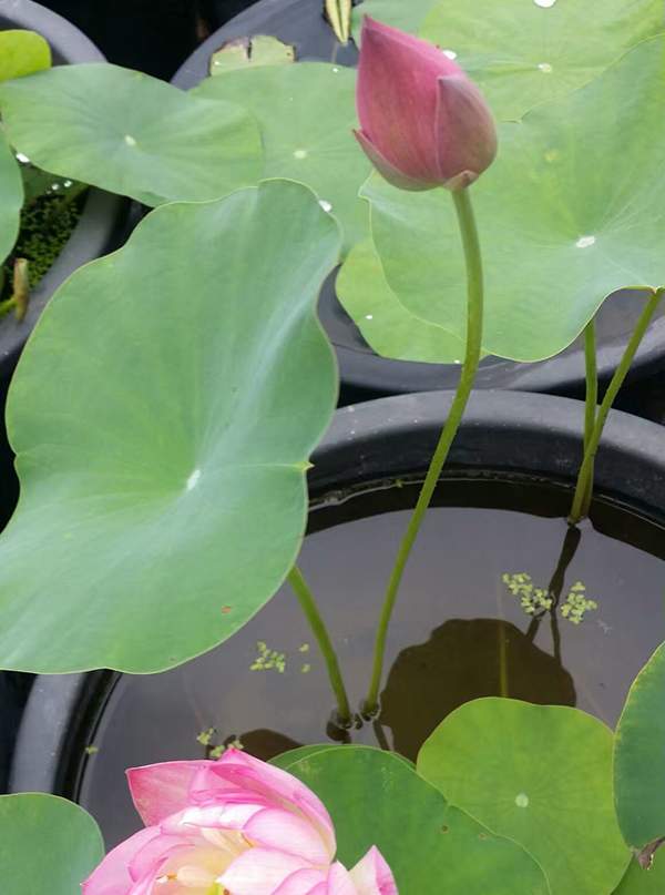 荷花種植基地實拍優(yōu)質(zhì)品種類盆栽