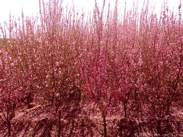 紅梅基地實(shí)拍圖片