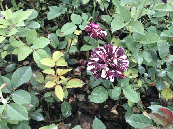 歐月小苗基地照片