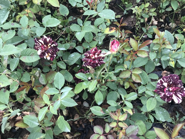 江蘇沭陽歐月基地照片