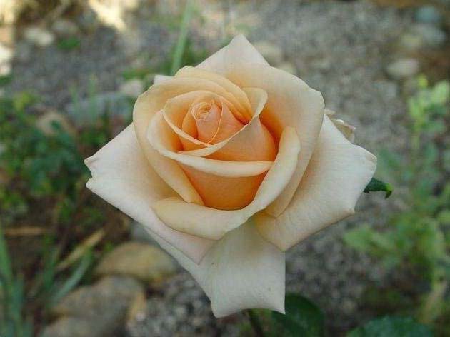 黛安娜月季苗 黛安娜月季苗