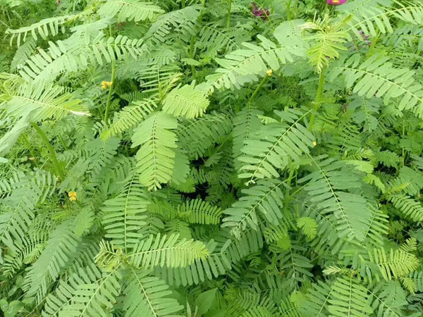 田菁種子 田菁種子